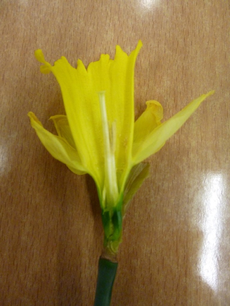 Daffodil head