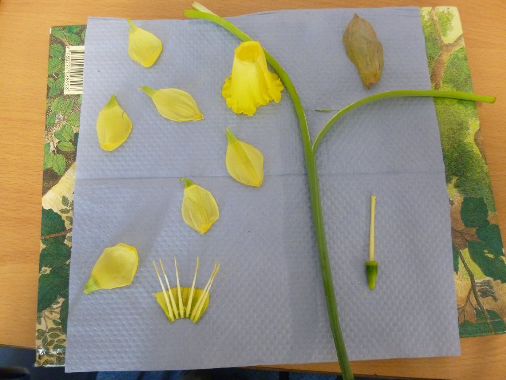 Parts of a daffodil
